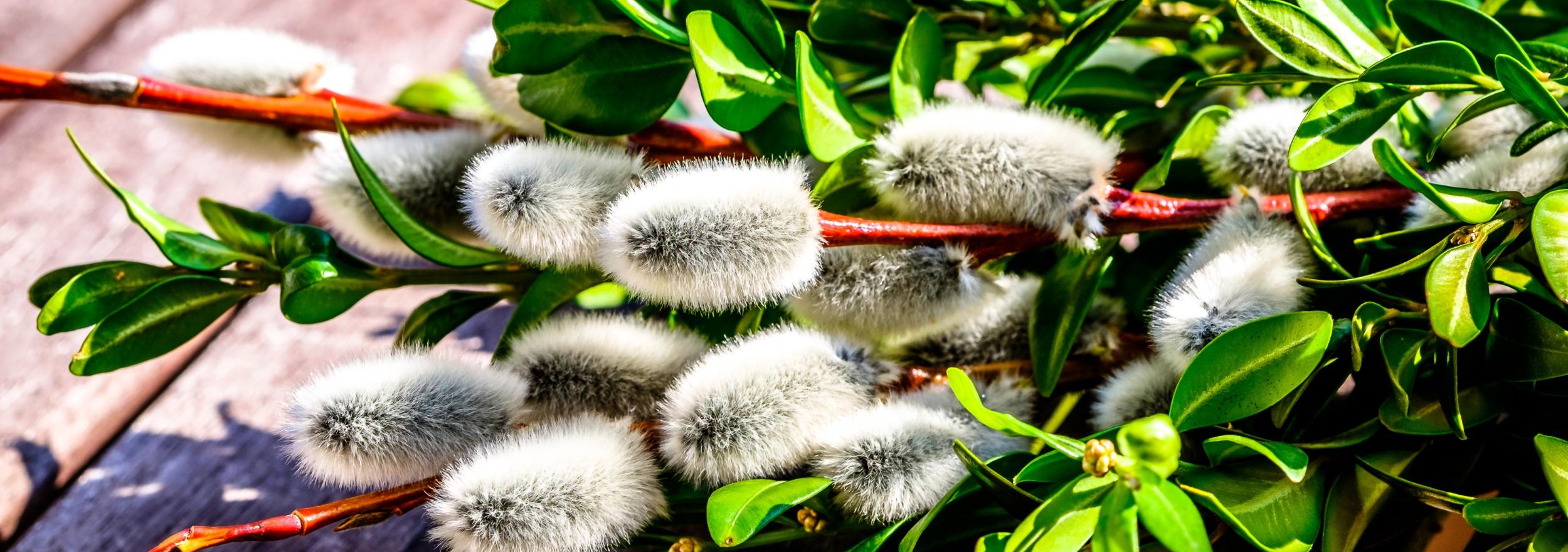 Heilsam mit Osteraugen sehen