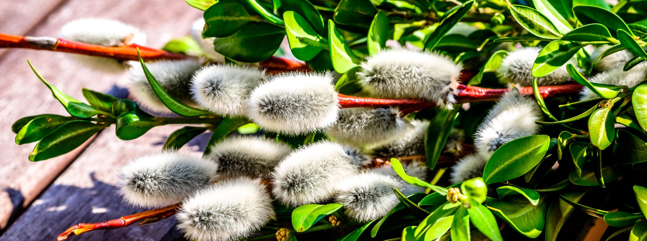 Heilsam mit Osteraugen sehen