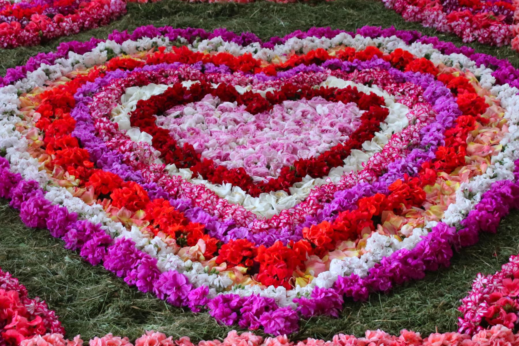 Blumenteppich