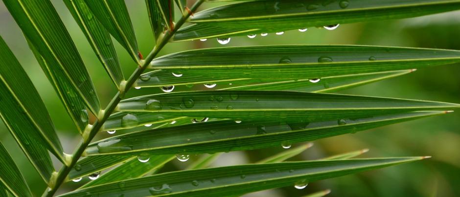 Hochgelobt sei, der da kommt im Namen des Herrn – Hosanna!