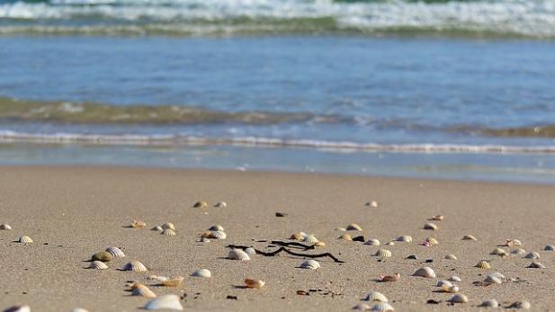 Muscheln (c) pixabay.com