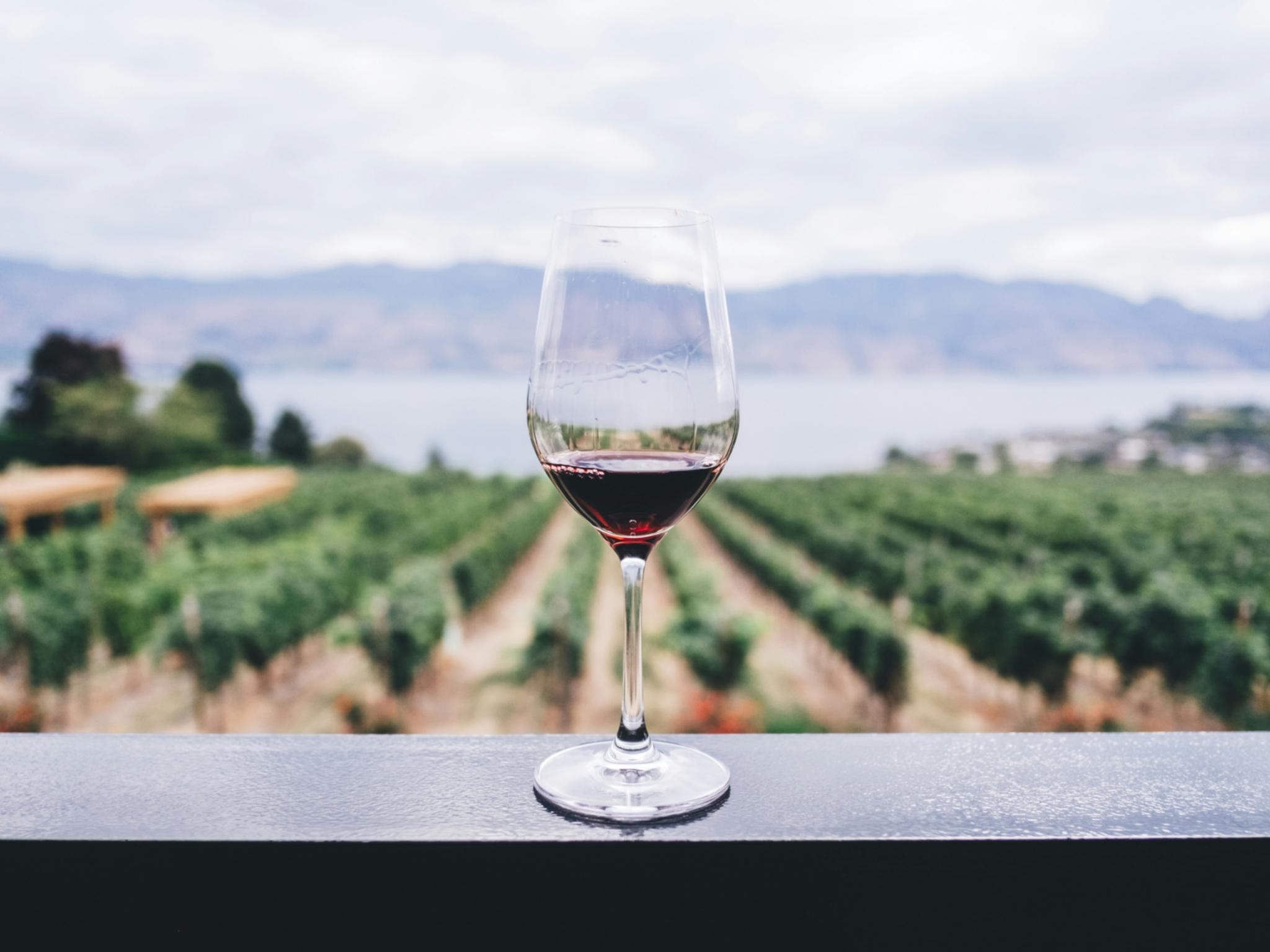 Bild Weinglas bei Weinbergen