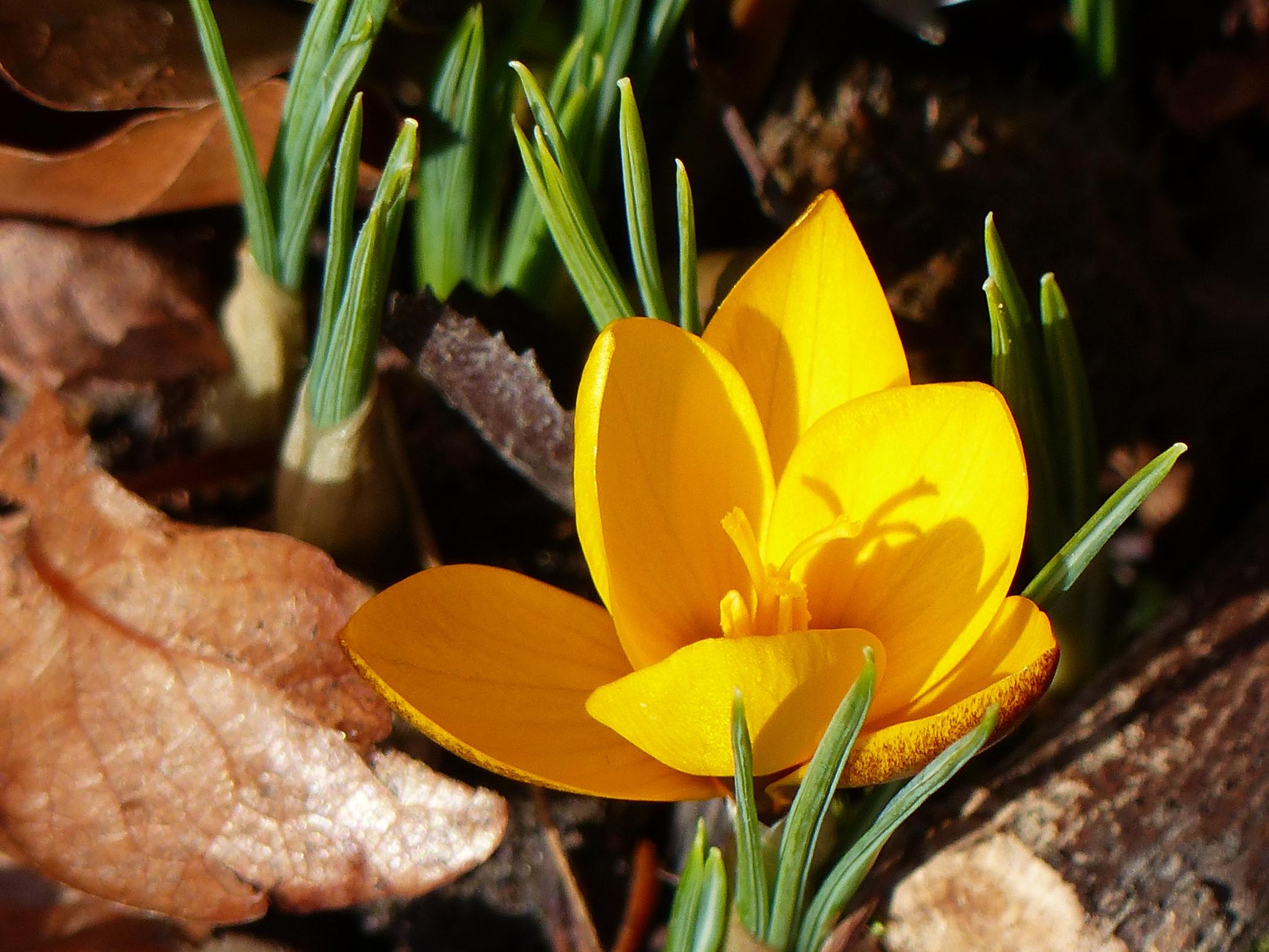 Krokus - Frühlingserwache