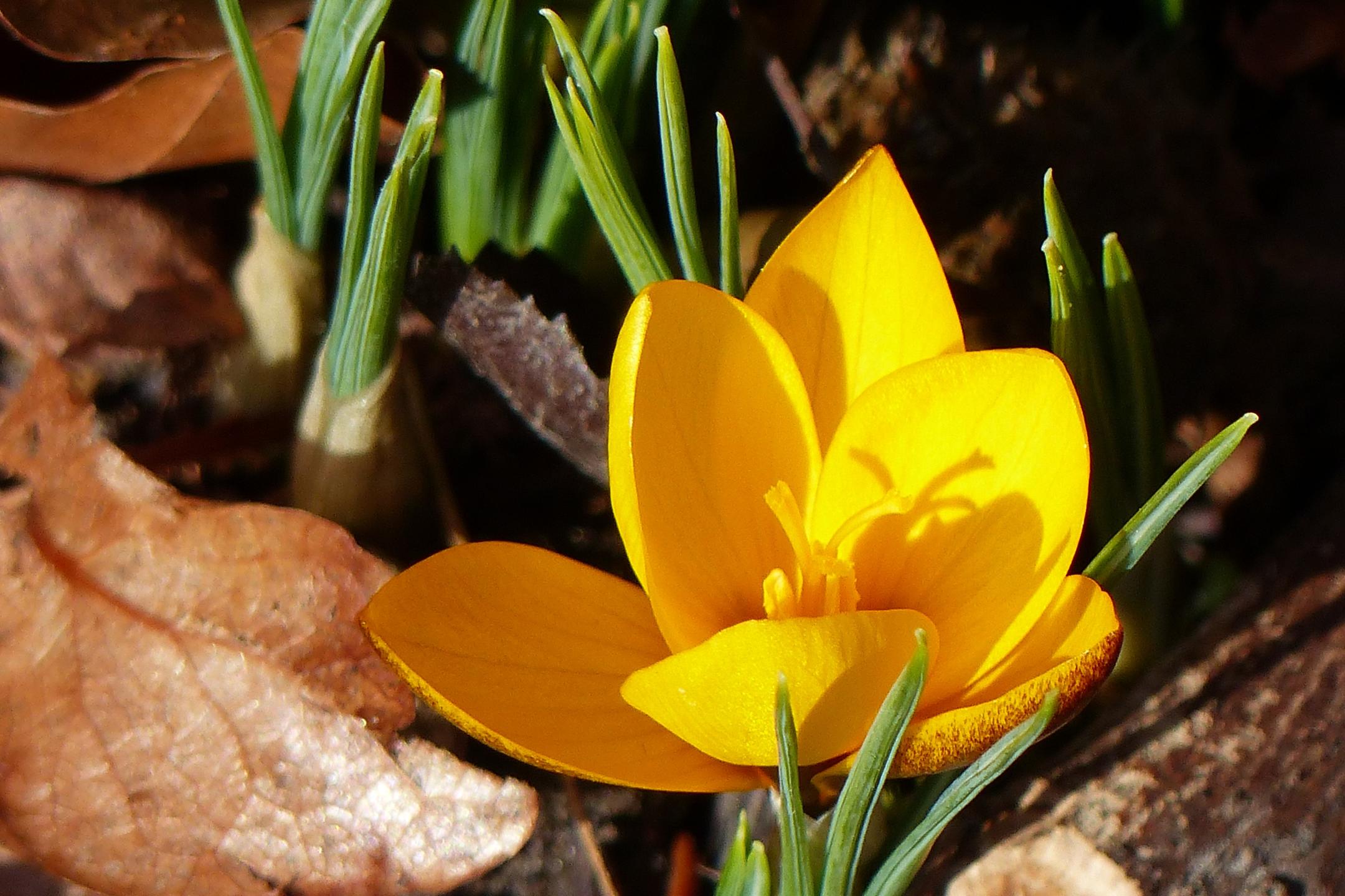 Krokus - Frühlingserwache