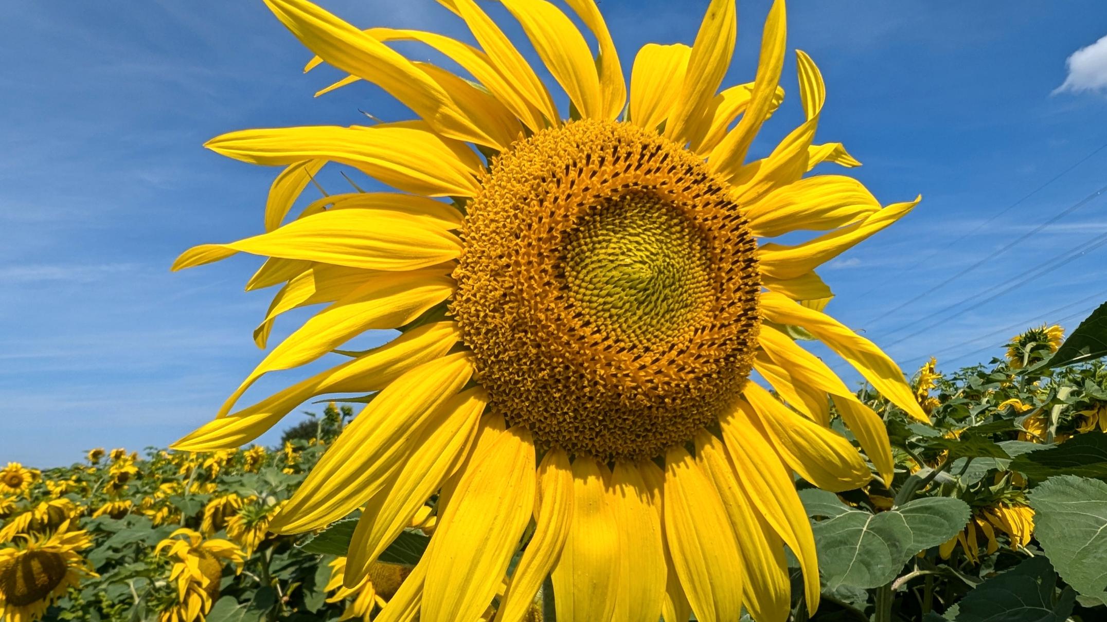 Sonnenblume