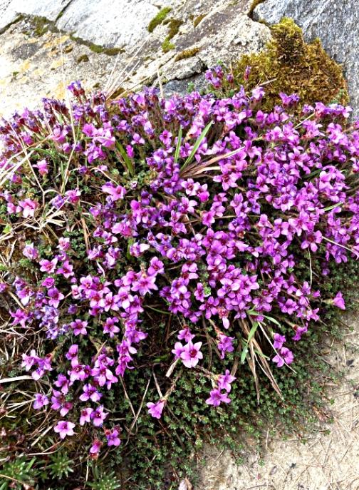 IMG_5273 (c) Klaus Deller