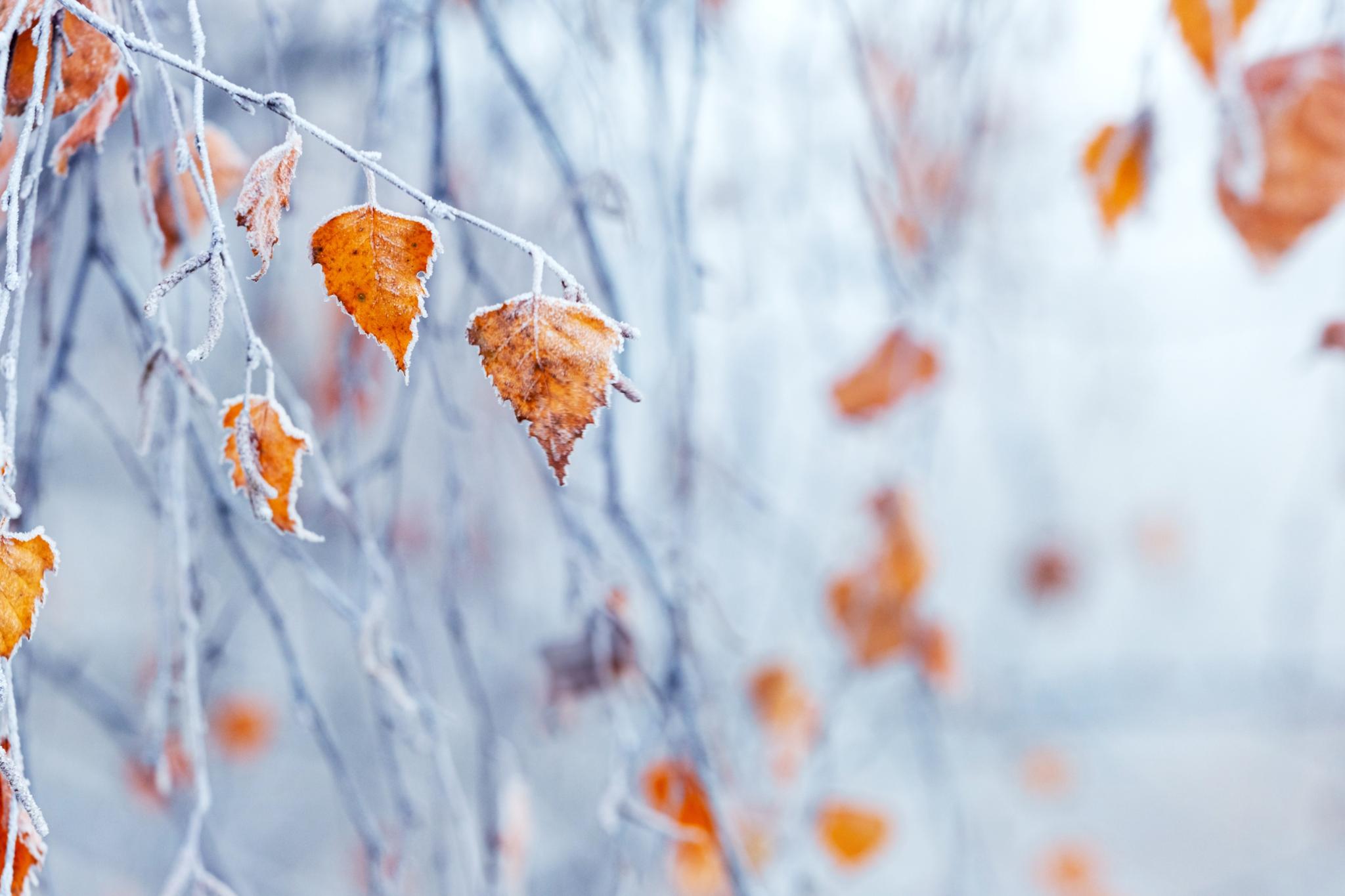Frost auf Birkenzweigen