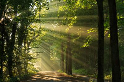 Bäume und dazwischen Licht (c) sanderstock | stock.adobe.com Bäume und dazwischen Licht