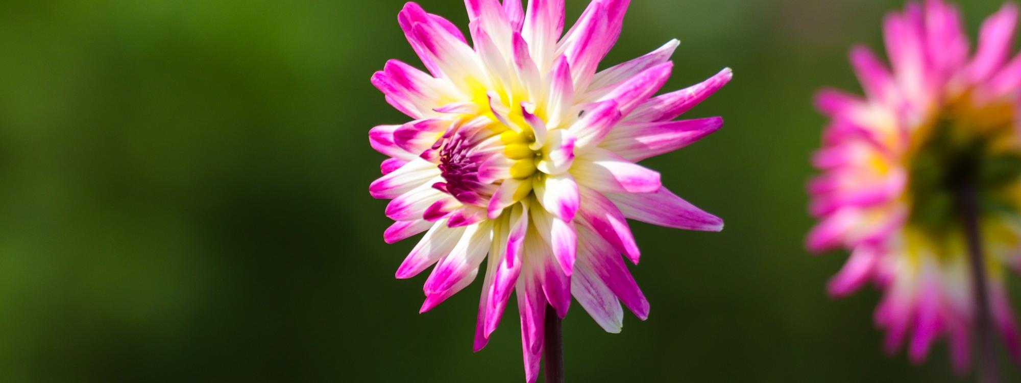 Blume im Schrebergarten