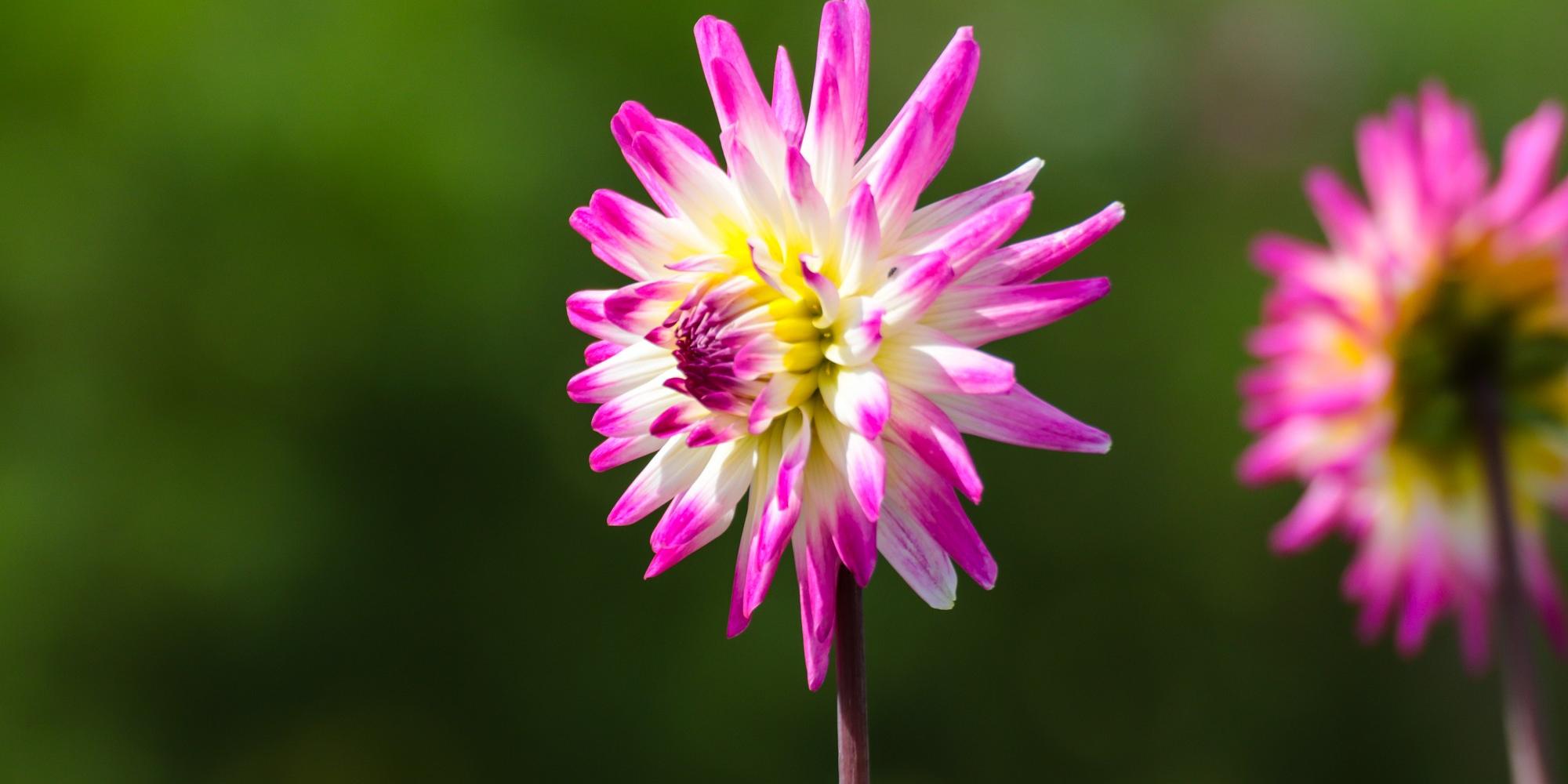 Blume im Schrebergarten