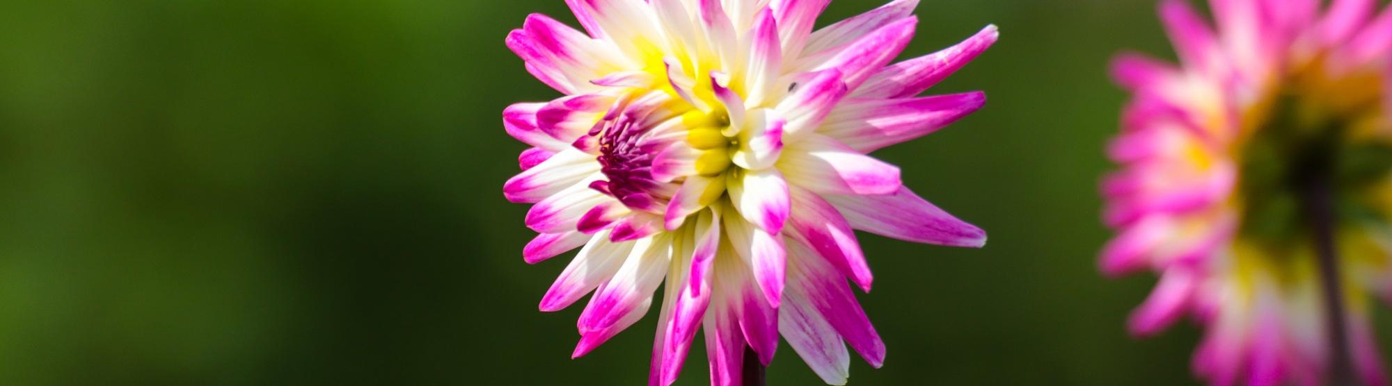 Blume im Schrebergarten