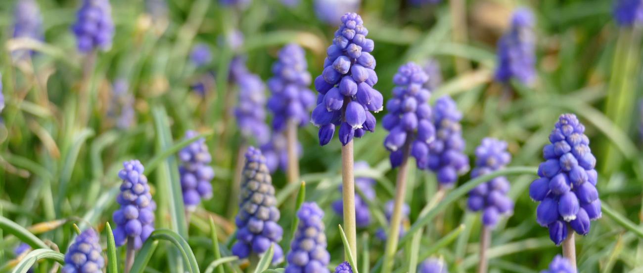 Hyazinthen_CW_P1020159