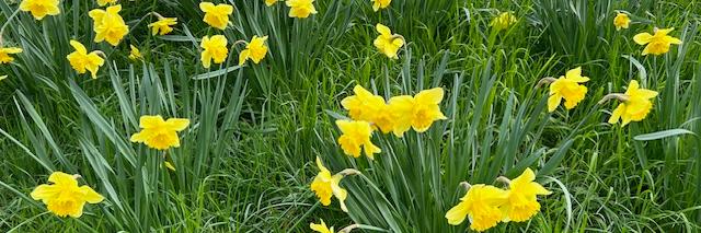Osterglocken auf einer Wiese