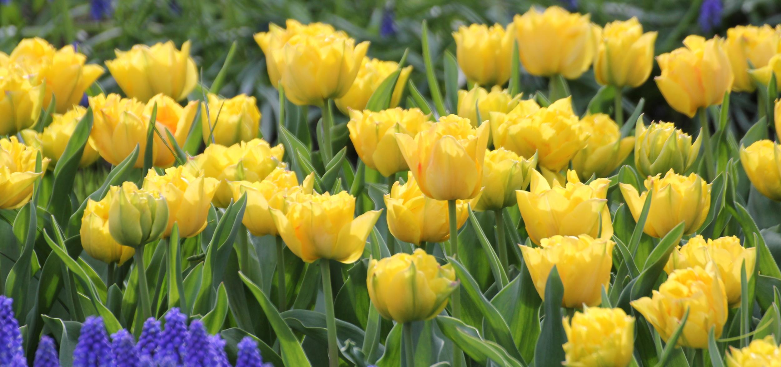 Tulpen