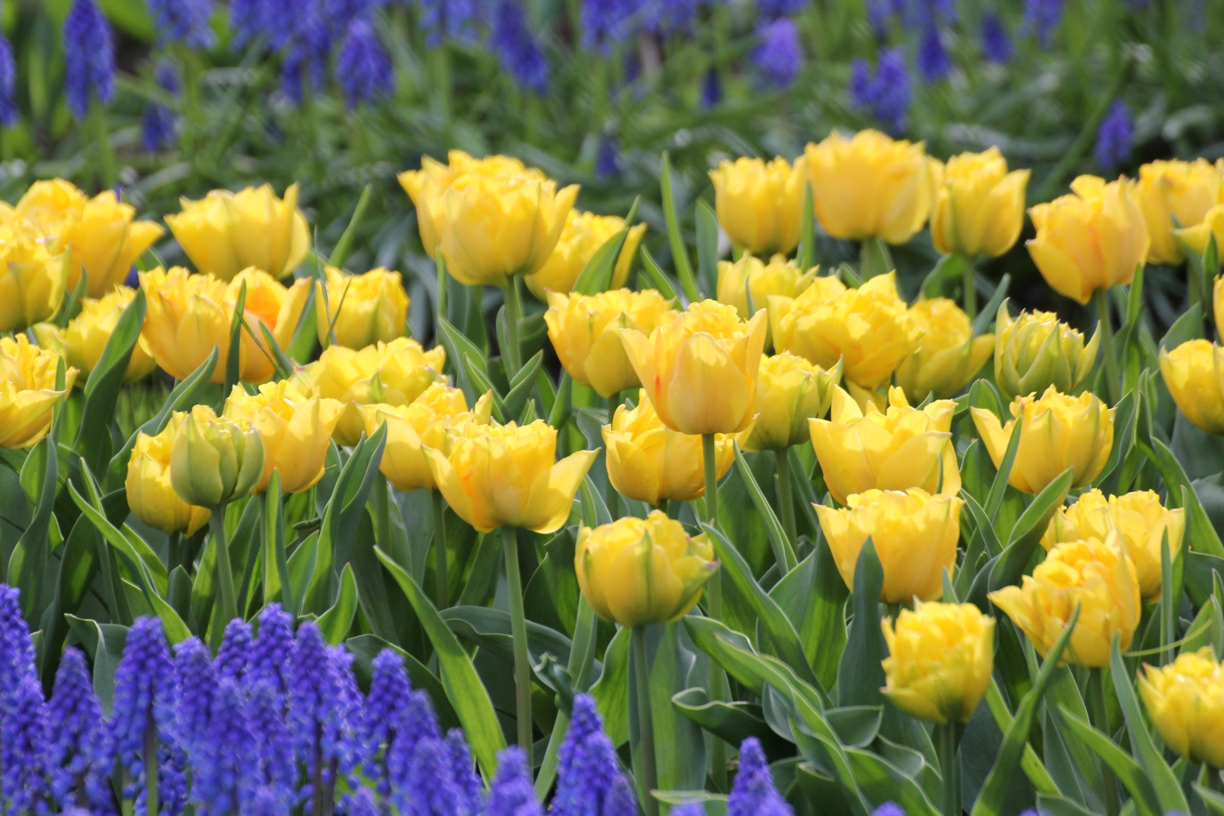Tulpen