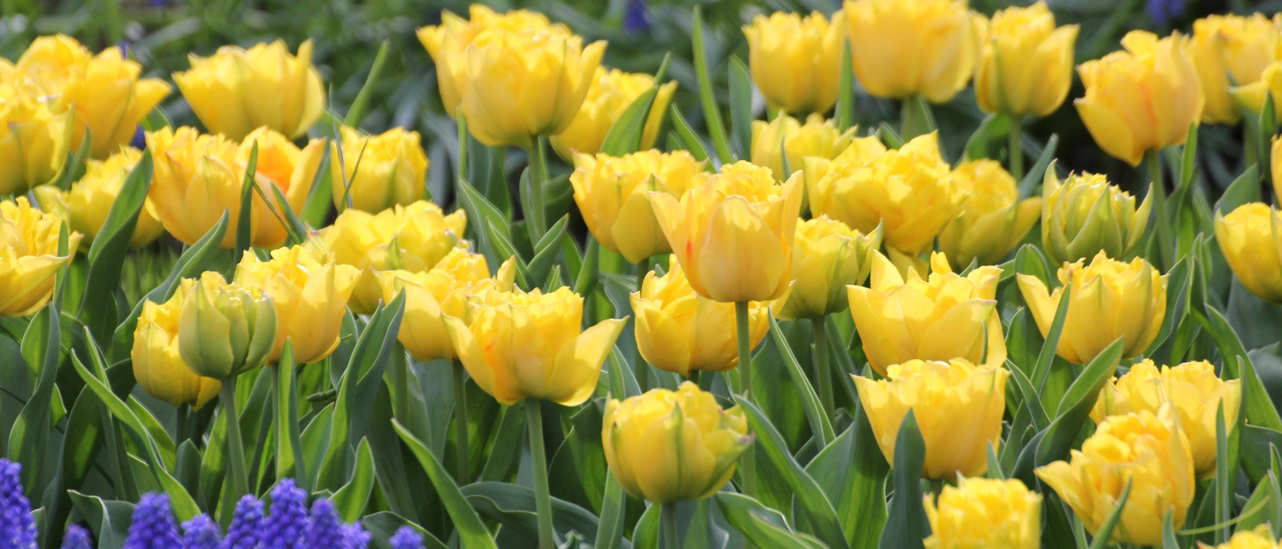 Tulpen