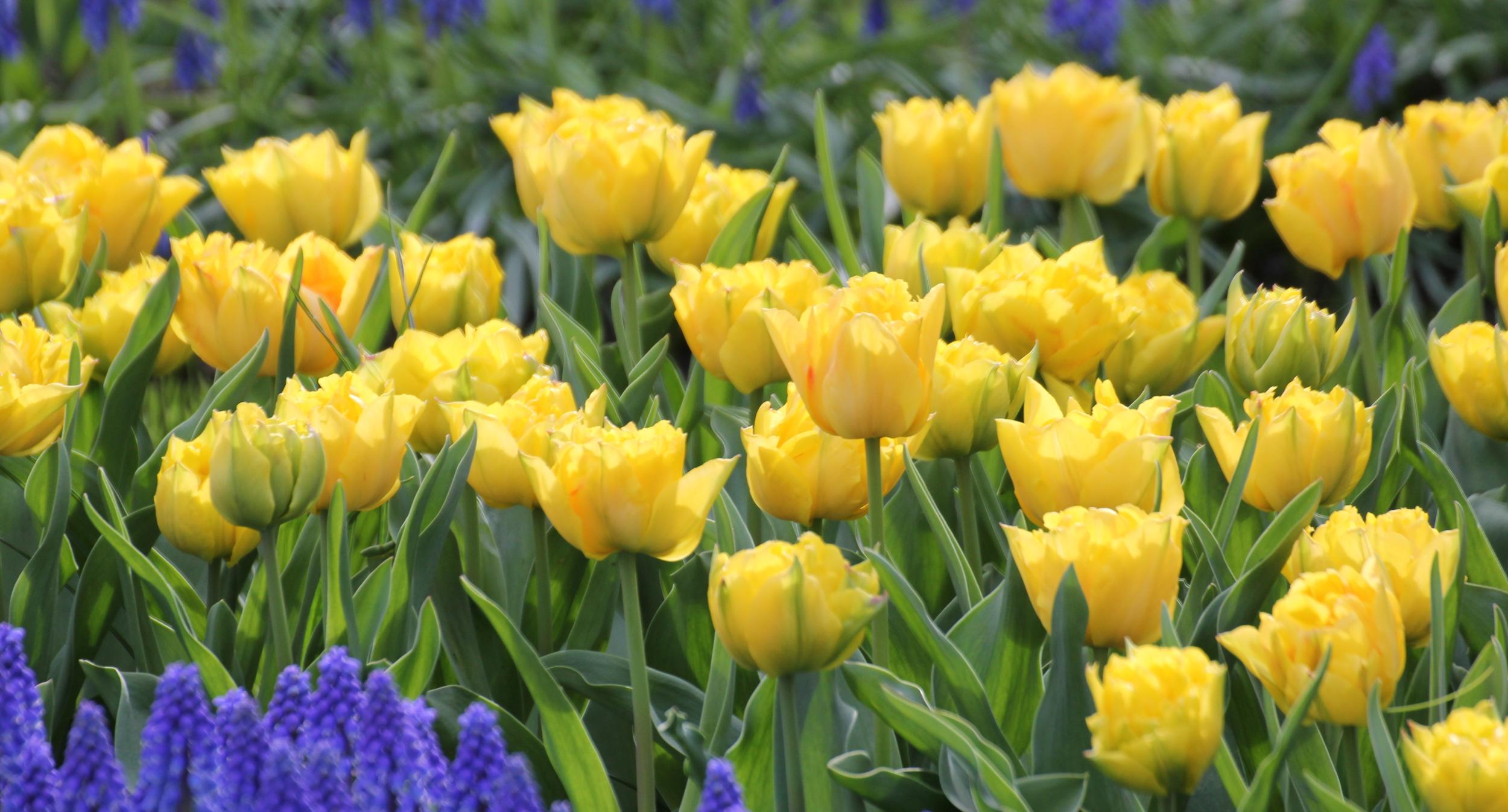 Tulpen