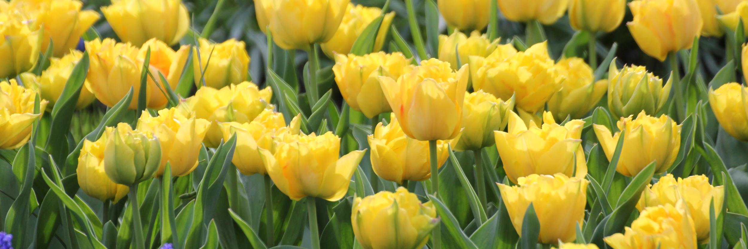 Tulpen