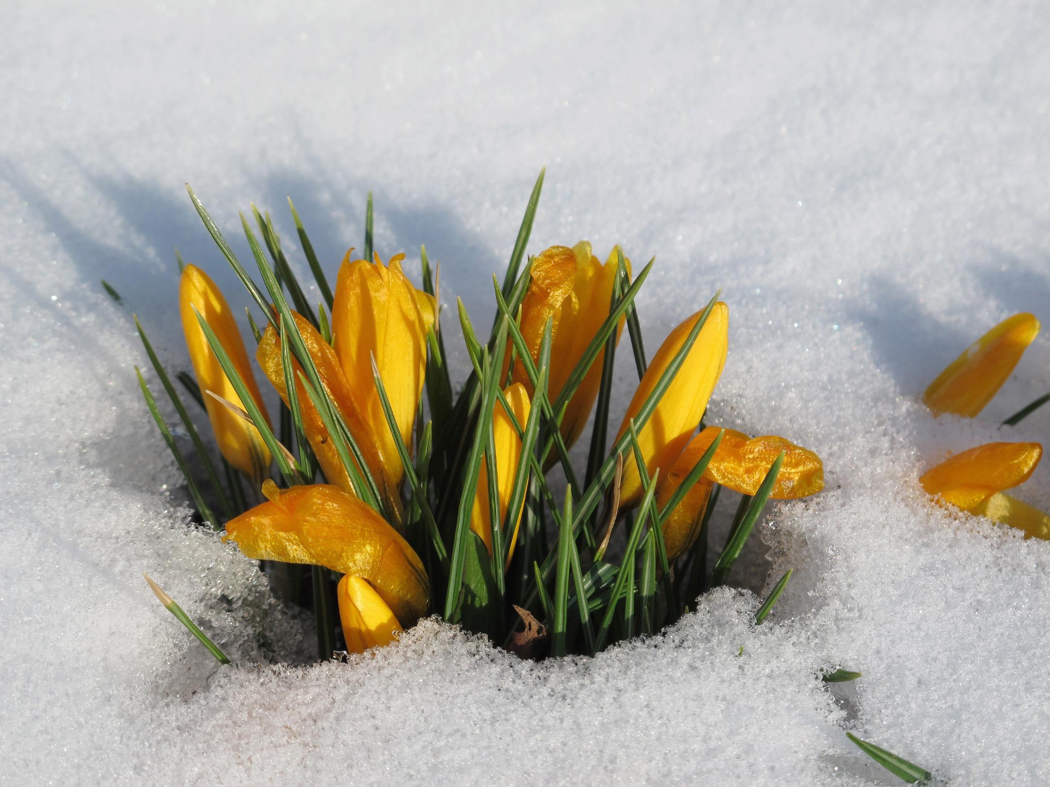 Krokusse sprießen aus schmelzendem Schnee