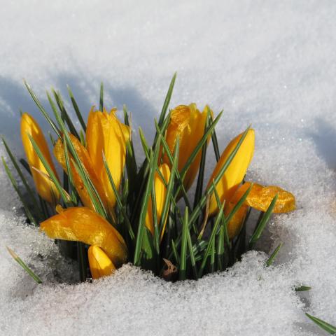 Krokusse sprießen aus schmelzendem Schnee