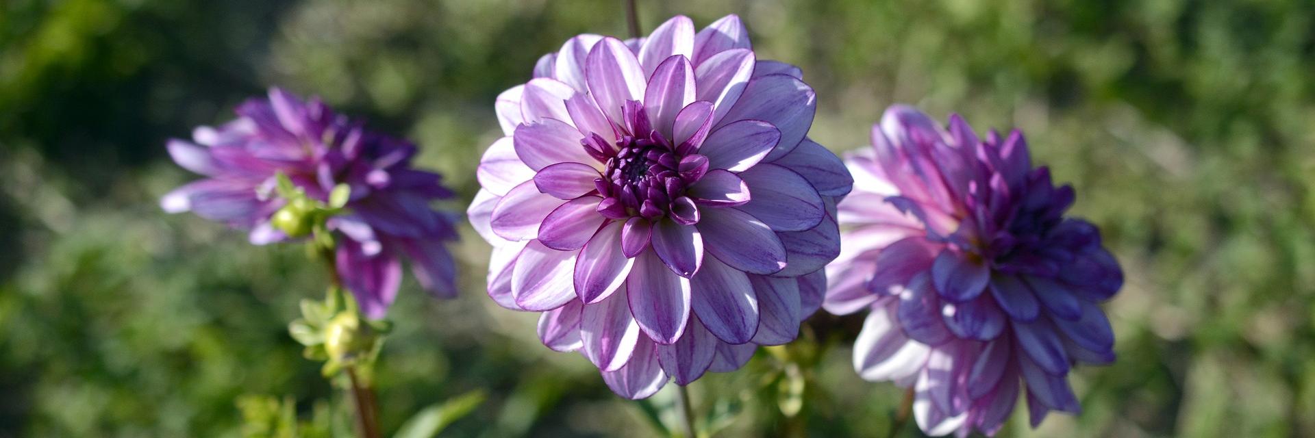 dahlia-g97e5dbf62_1920