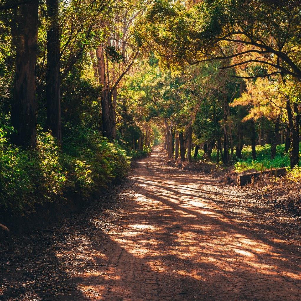 forest-2068375_1920