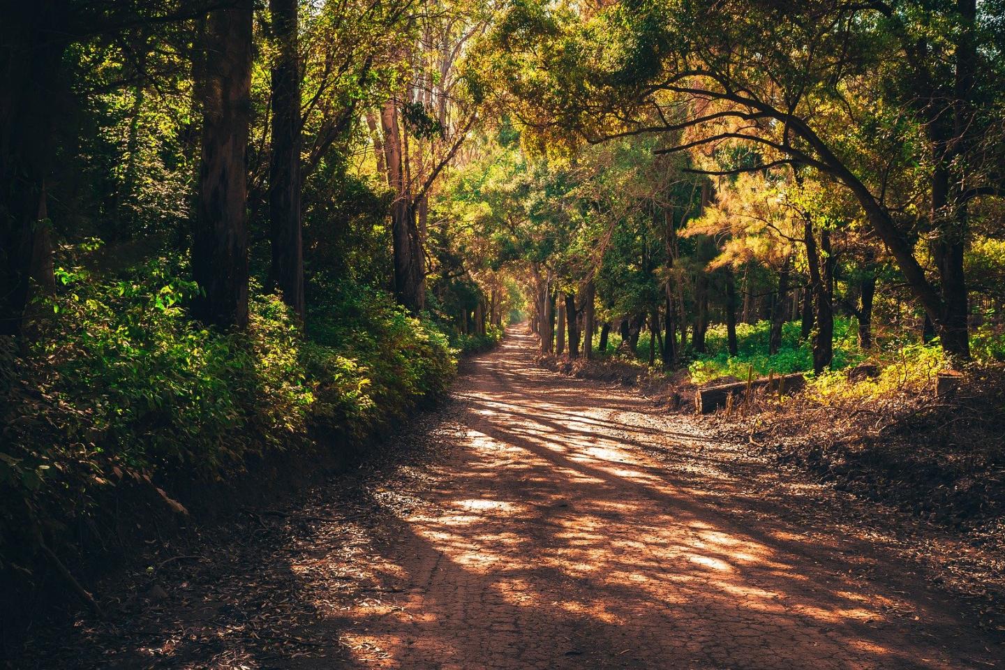 forest-2068375_1920