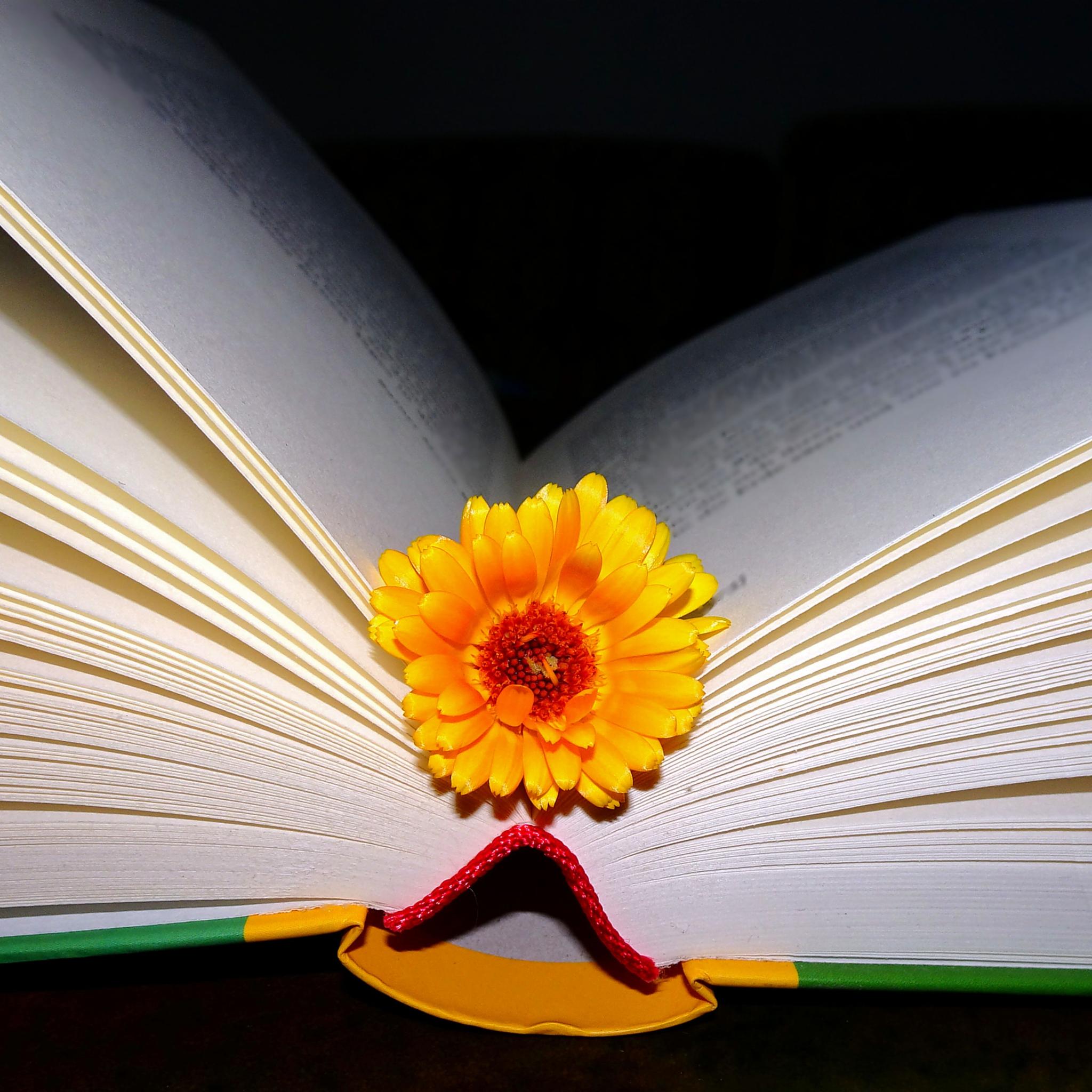 lesen_weckt_die_phantasie_bearb_by_friedbert_simon_pfarrbriefservice