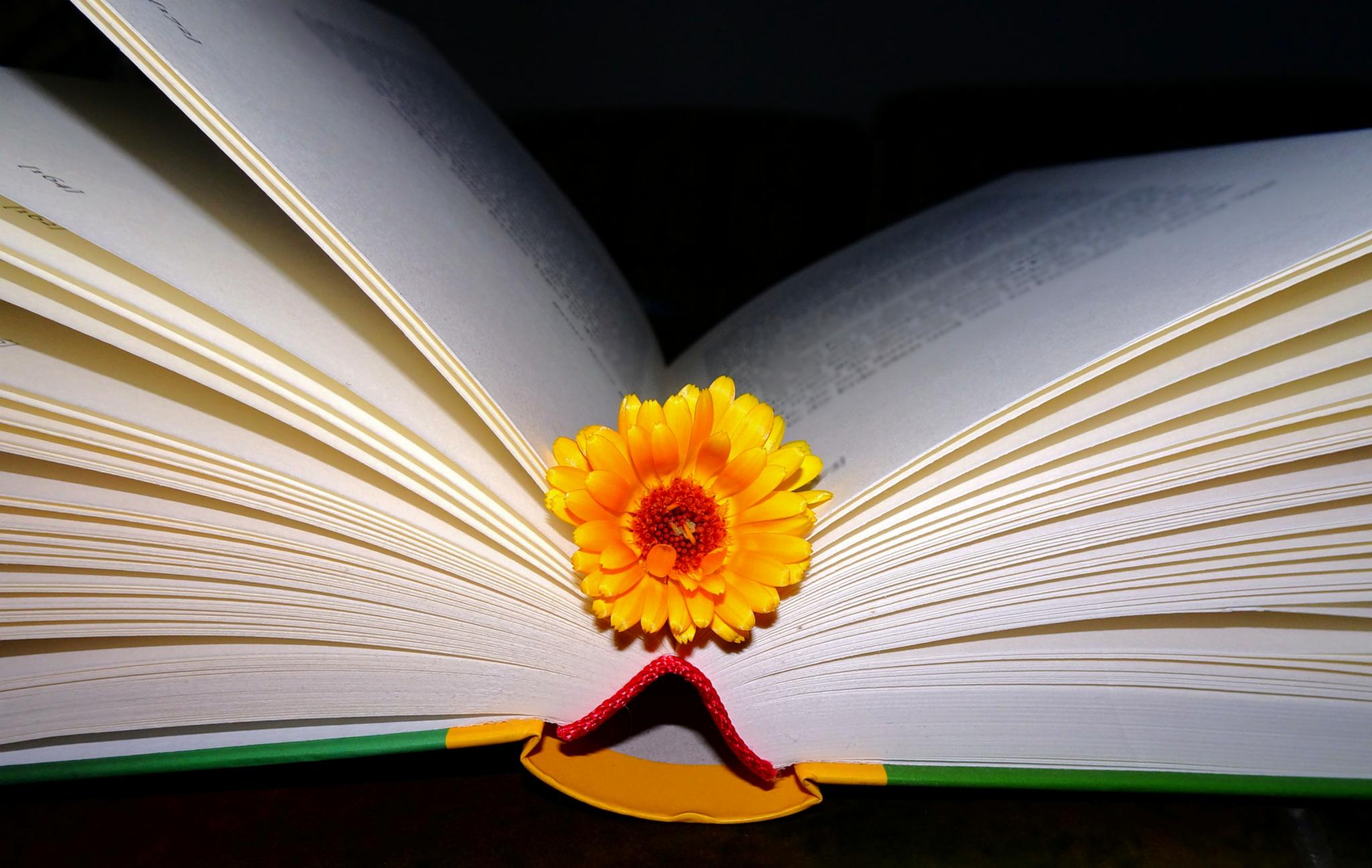 lesen_weckt_die_phantasie_bearb_by_friedbert_simon_pfarrbriefservice