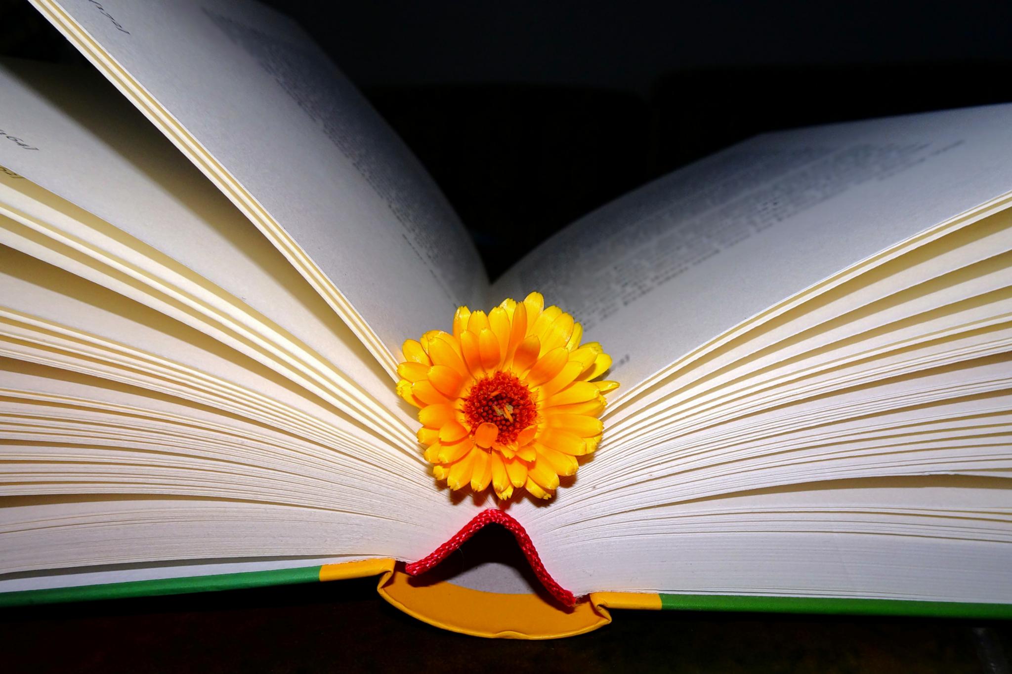 lesen_weckt_die_phantasie_bearb_by_friedbert_simon_pfarrbriefservice