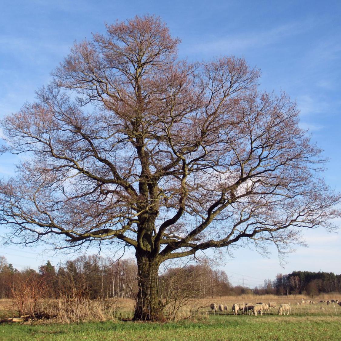 Baum