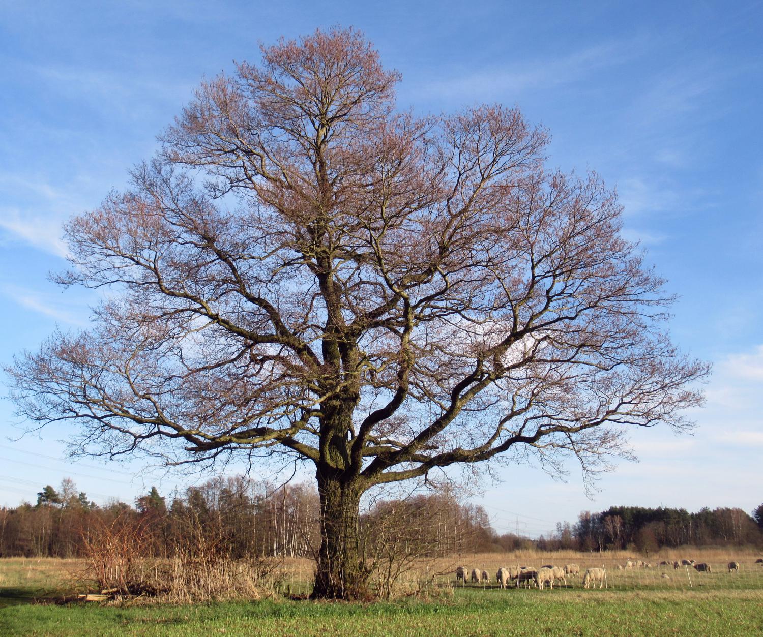 Baum