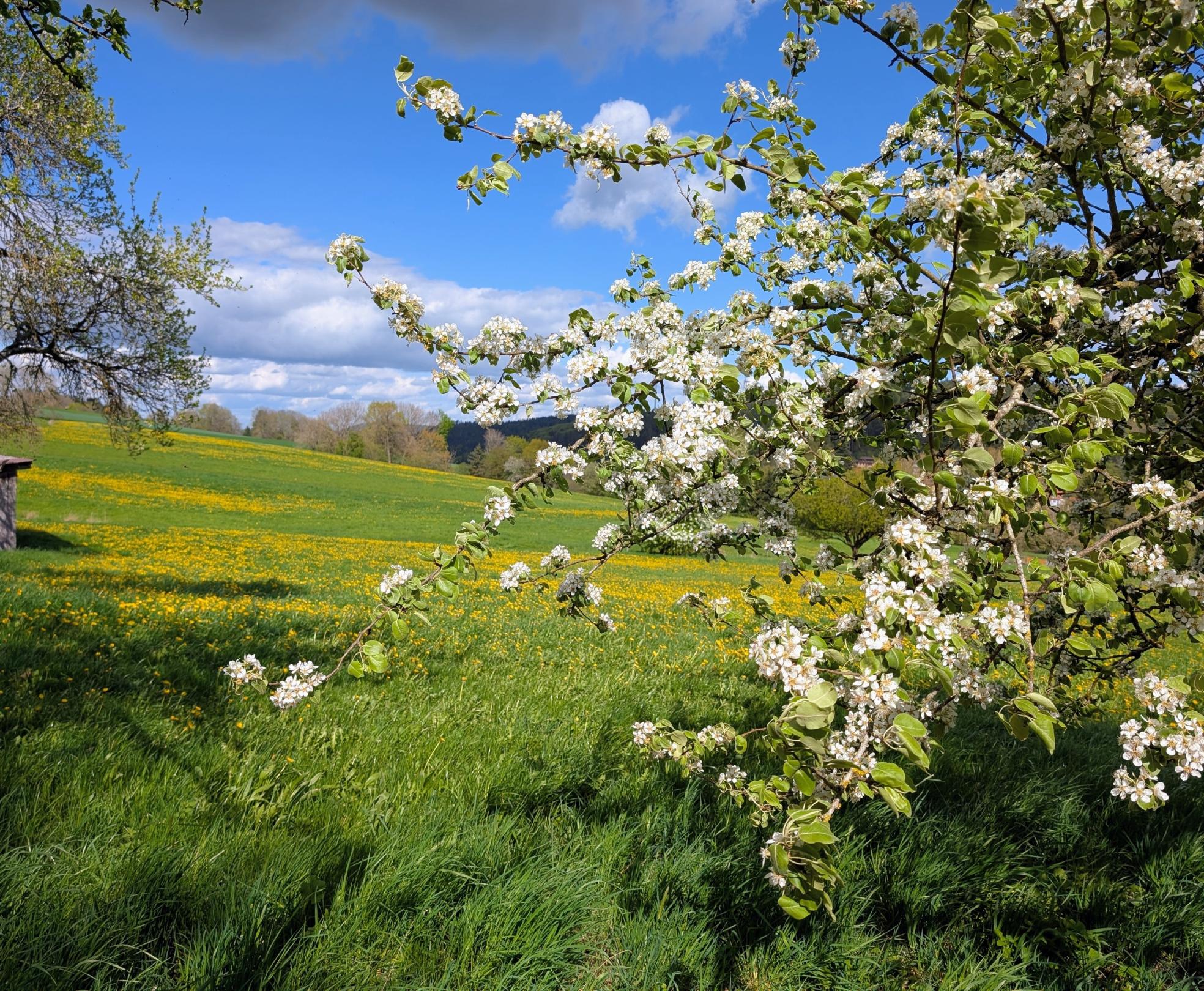 Frühling im Odenwald