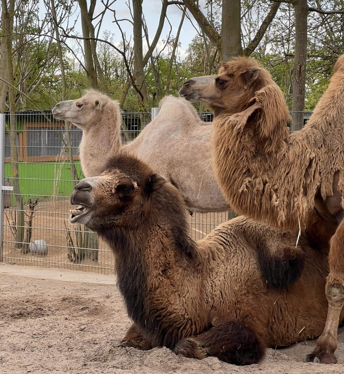 Weitertstadt: Tierdankgottesdienst am 12.10.2025 auf der Kellerranch - Kamele