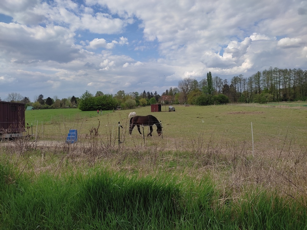Maiwanderung der Kolpingsfamilie: Pferdekoppel