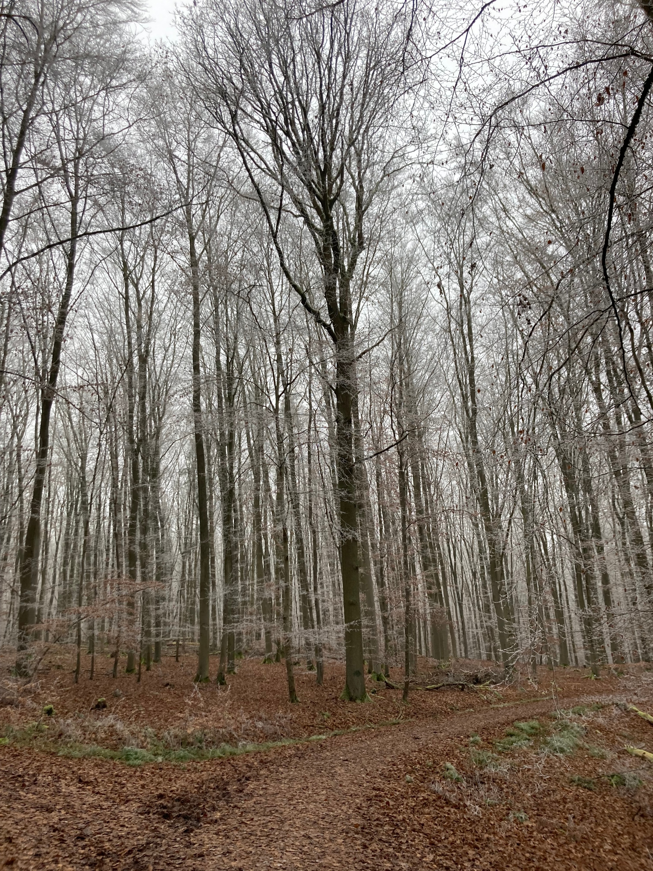 Winterwald-2025