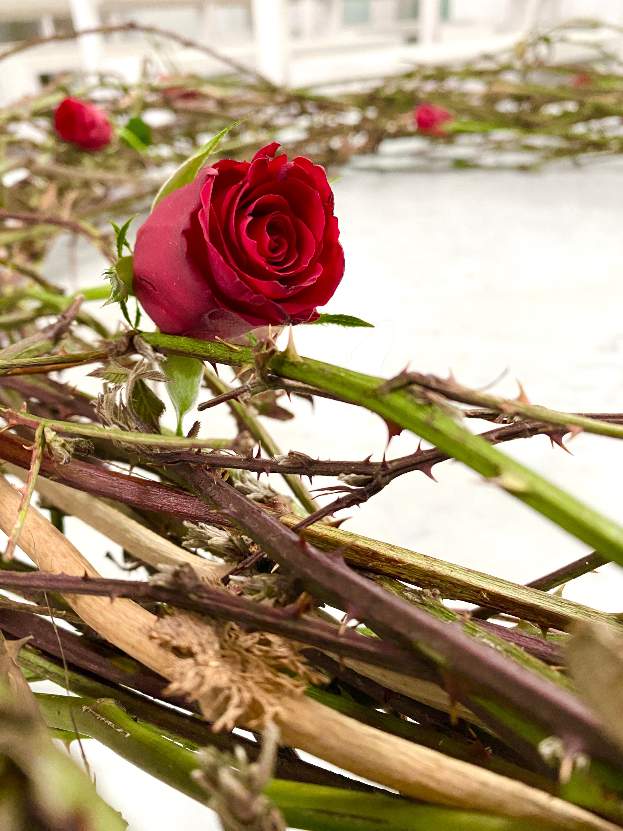 Dorenkrone und Rosen