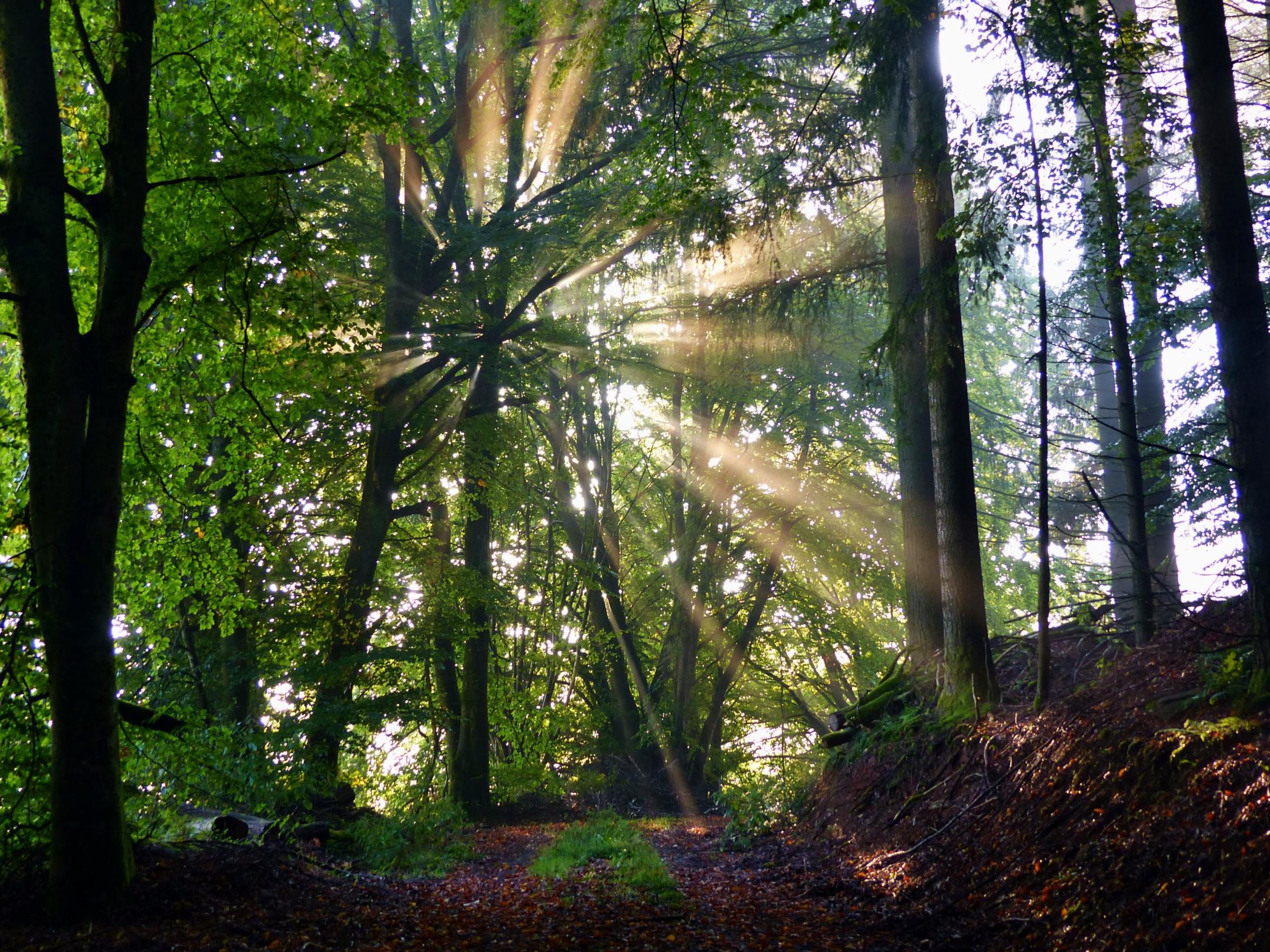 Wald
