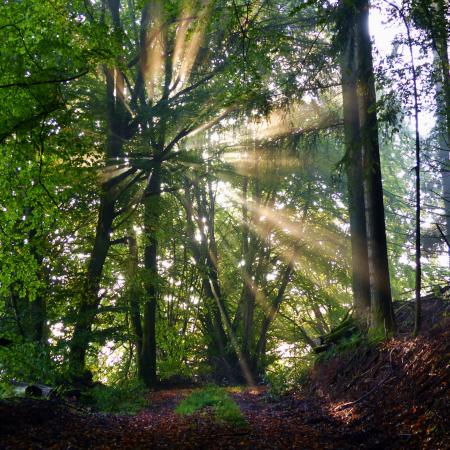 Wald (c) Sabine Bulling In: Pfarrbriefservice.de Wald