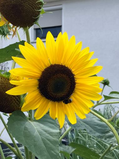 sonnenblume