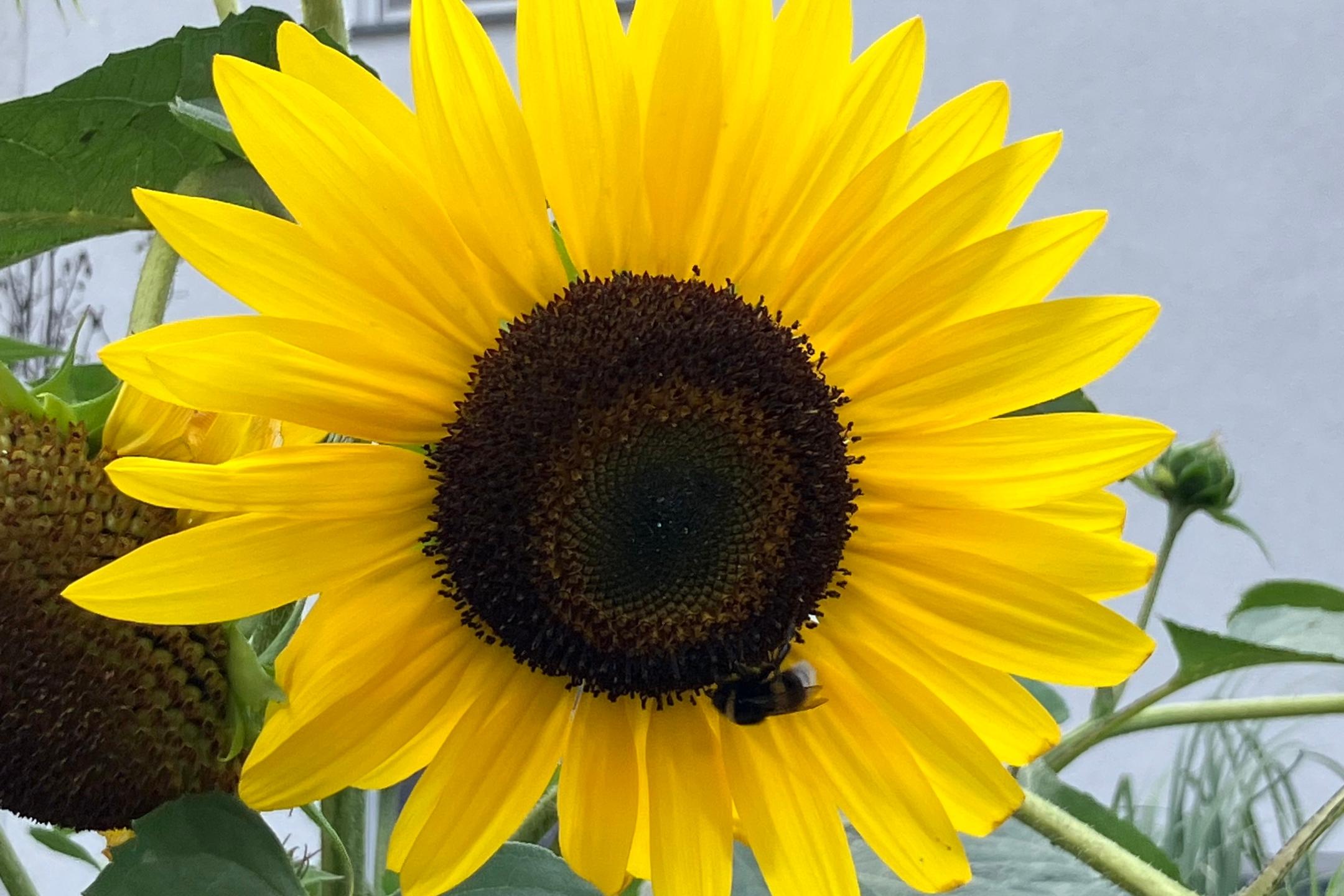 sonnenblume
