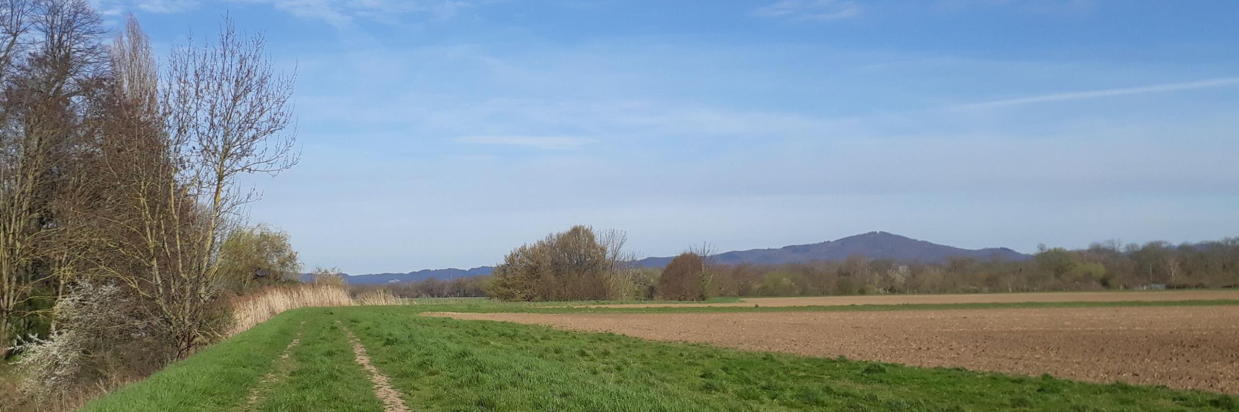 Riedlandschaft-Winter