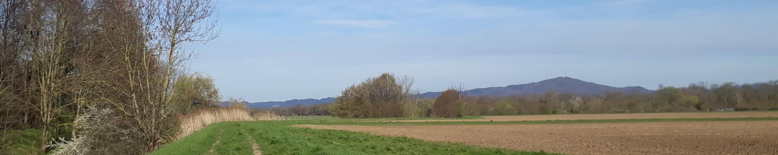 Riedlandschaft-Winter