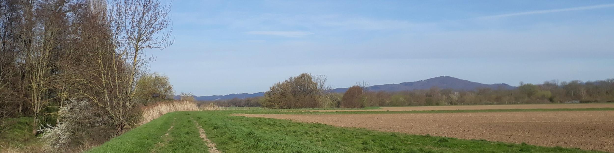 Riedlandschaft-Winter