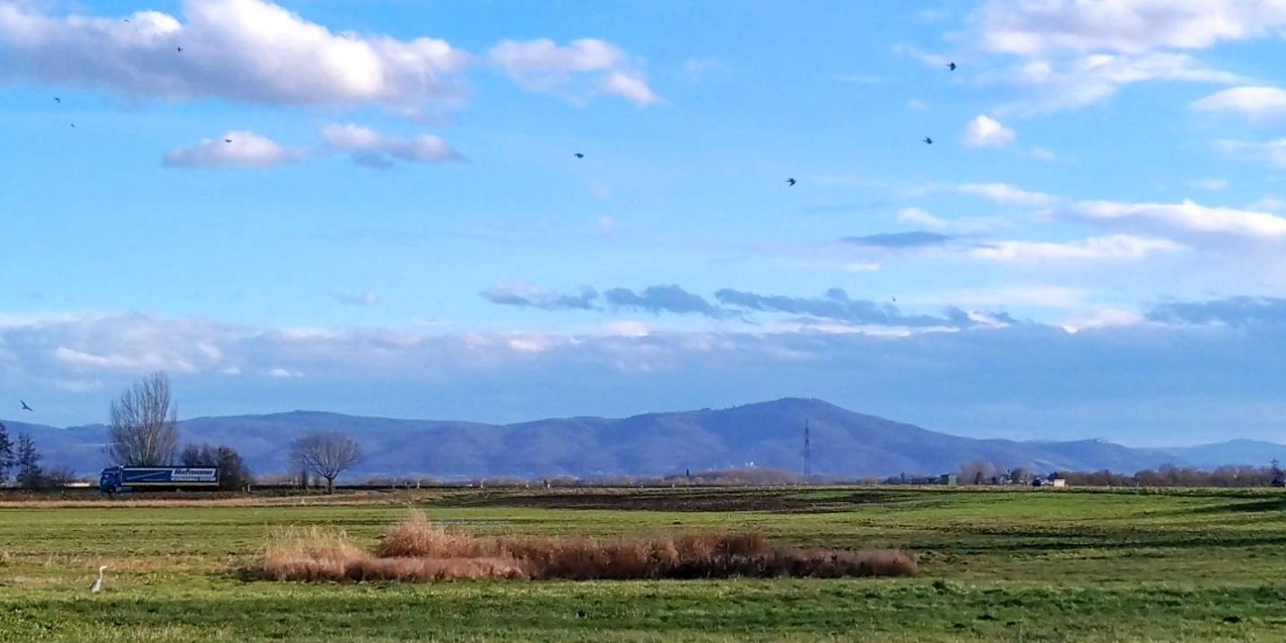 Riedlandschaft-Winter