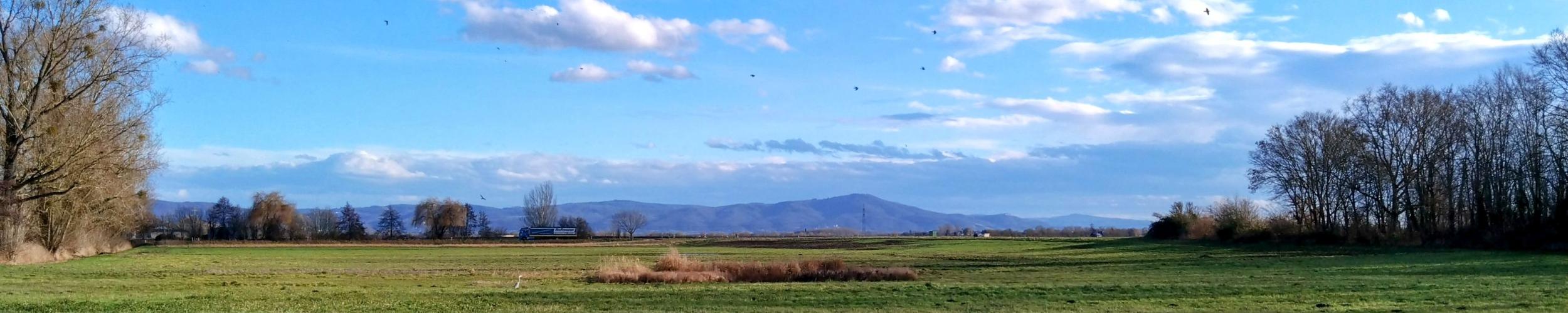 Riedlandschaft-Winter