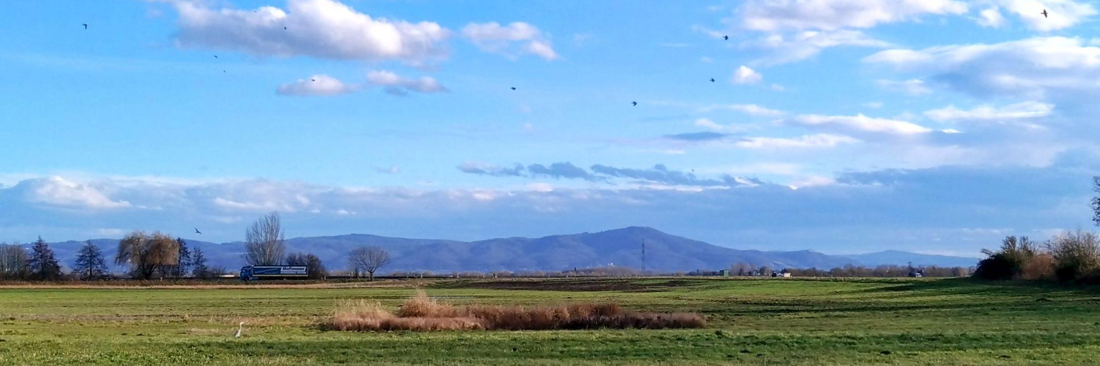 Riedlandschaft-Winter