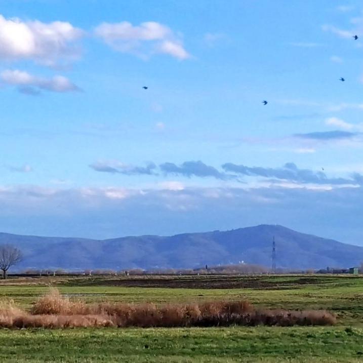 Riedlandschaft-Winter