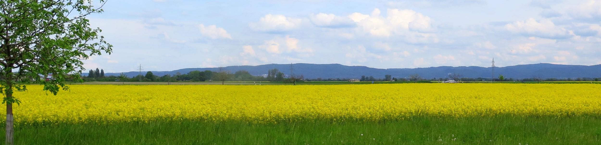 Riedlandschaft-Frühling