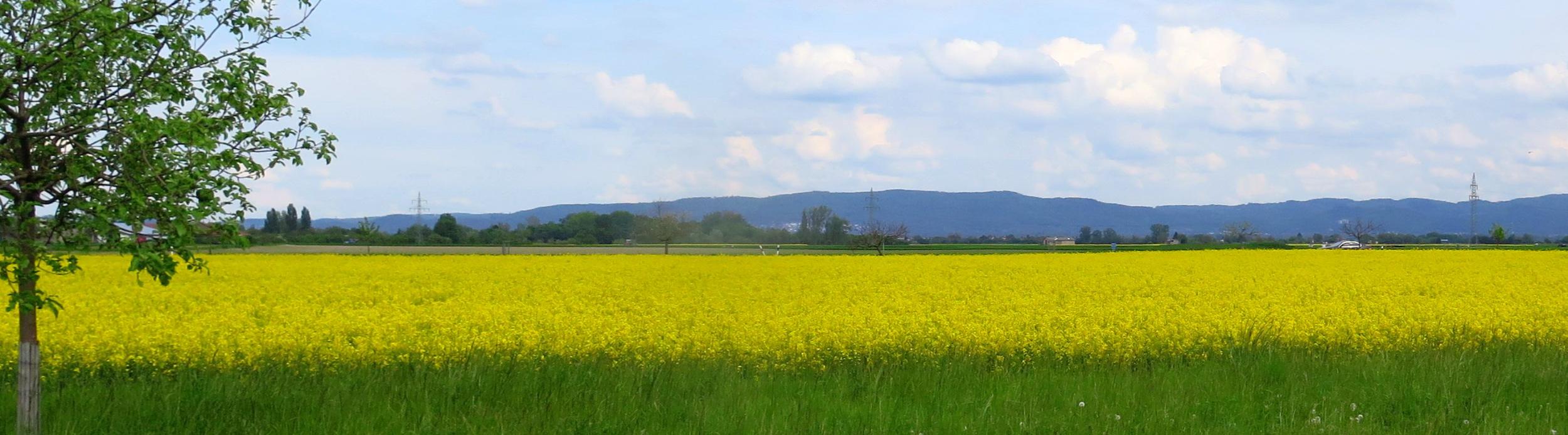 Riedlandschaft-Frühling